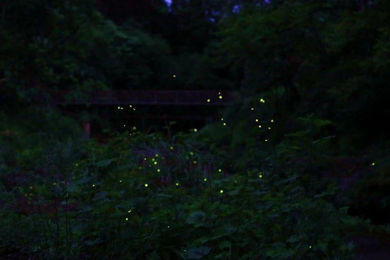 芭蕾舞